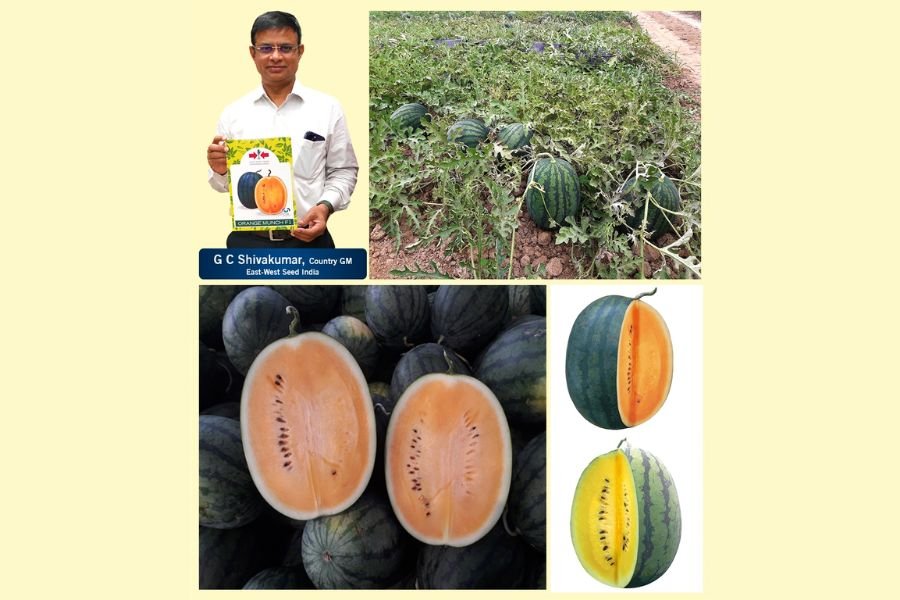 East-West Seed India launches Orange and Yellow Munch watermelons   